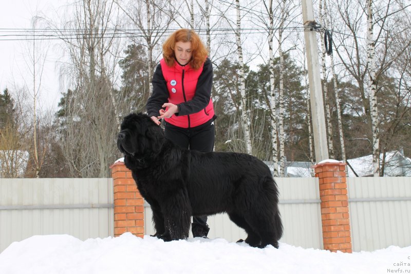 Фото: ньюфаундленд Zholli Wonderfull iz Medvejyego Yara (Жолли Вандерфулл из Медвежьего Яра), Elizaveta Safiullina (Елизавета Сафиуллина)