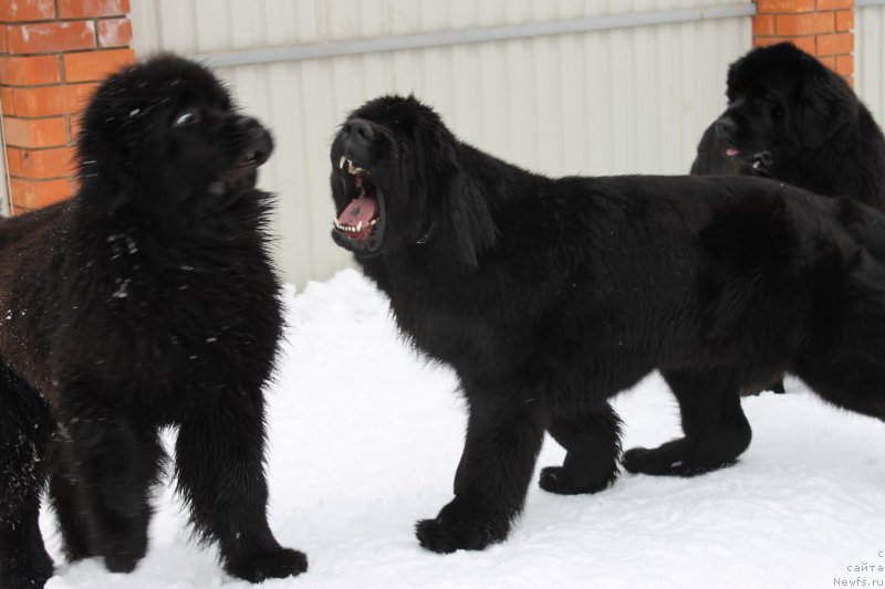 Фотография № 120730