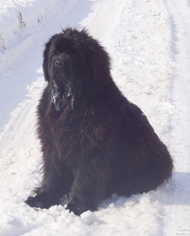 Фото: ньюфаундленд Akvian Song Illyuzion (Аквиан Сонг Иллюзион)