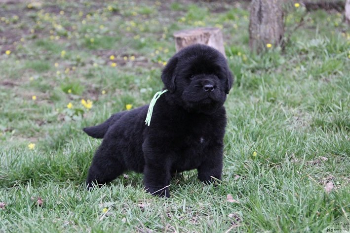 Фото: ньюфаундленд Chernyj Chank s Berega Dona (Черный Чанк с Берега Дона)