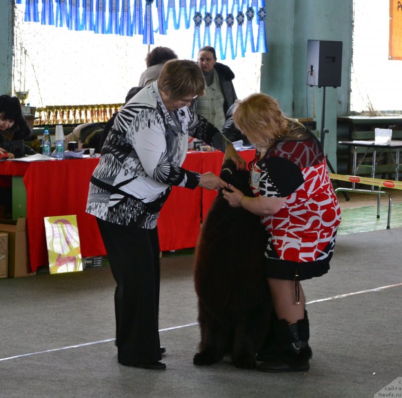 Фото: ньюфаундленд Uil'yam Naslednik Trona (Уильям Наследник Трона)