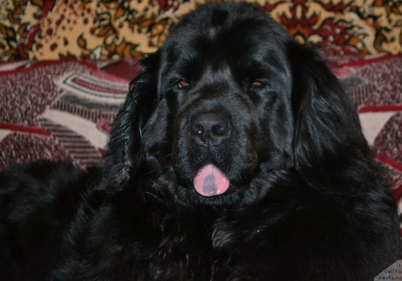 Фото: ньюфаундленд Nefertiti Krasavica Gryadet (Нефертити Красавица Грядет)
