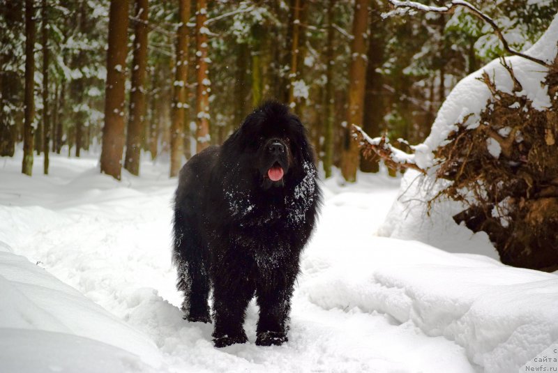 Фото: ньюфаундленд Tancor Disko (Танцор Диско)