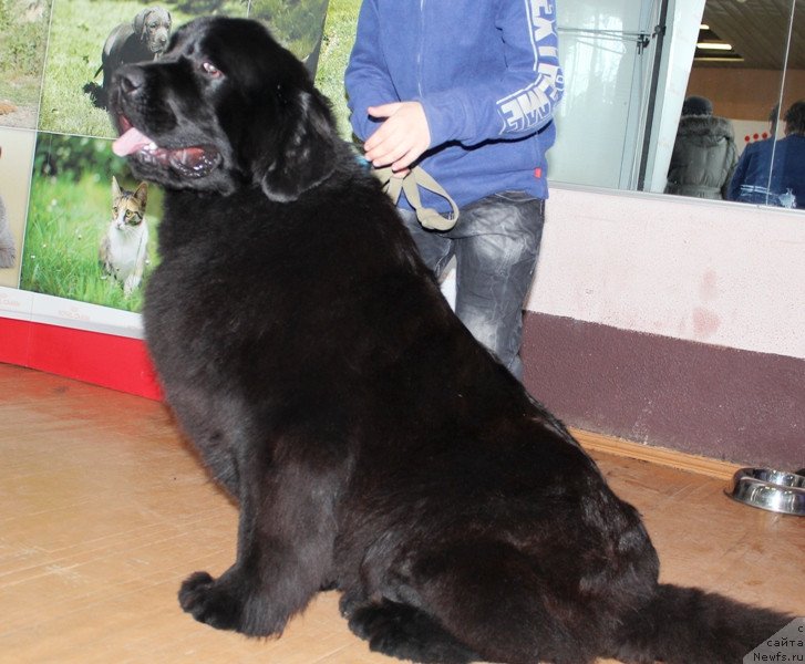 Фото: ньюфаундленд Z'Greys YEnd B'yuti (З'Грейс Энд Бьюти)