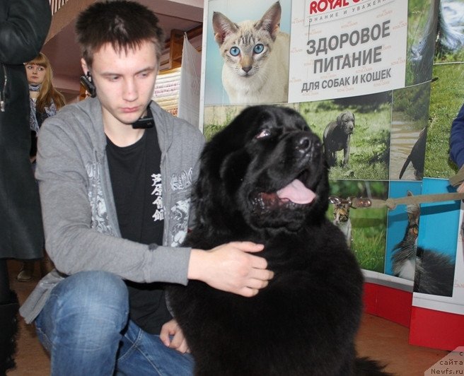 Фото: ньюфаундленд Z'Greys YEnd B'yuti (З'Грейс Энд Бьюти)