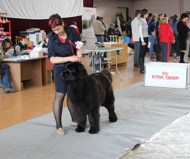 Фото: ньюфаундленд Z'Greys YEnd B'yuti (З'Грейс Энд Бьюти)