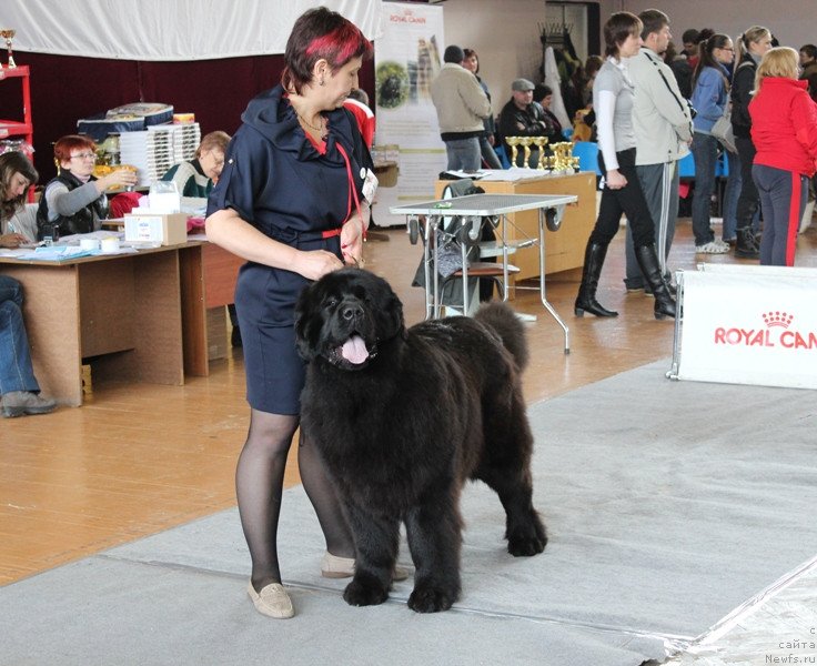 Фото: ньюфаундленд Z'Greys YEnd B'yuti (З'Грейс Энд Бьюти)