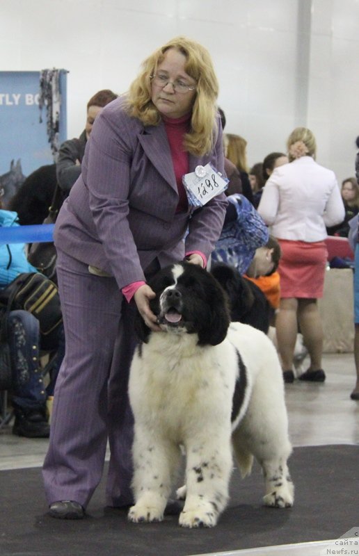 Фото: ньюфаундленд Sent Djons Vanilla Ice (Сент Джонс Ванилла Айс)