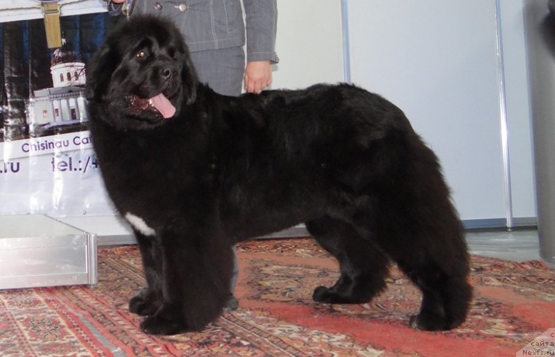 Фото: ньюфаундленд Beguschaya po Volnam Regatta Katti Sark (Бегущая по Волнам Регатта Катти Сарк)