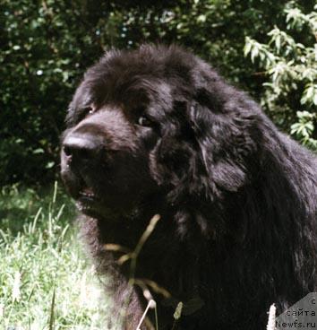 Фото: ньюфаундленд Pallastorpets Indiana Jones