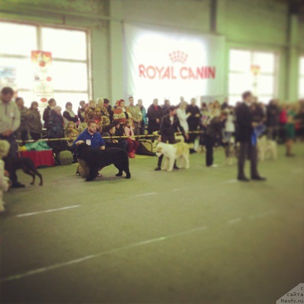 Фото: ньюфаундленд Severus Tobias Snegg (Северус Тобиас Снегг), Dmitriy Eske (Дмитрий Еске)