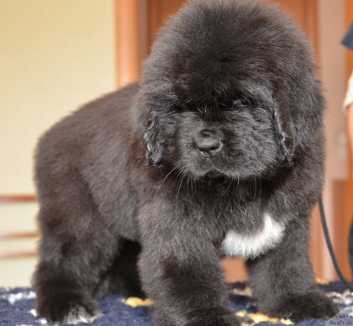 Фото: Бегущая по волнам ЕЛЕГАНТ ЕЛИЗАБЕТ