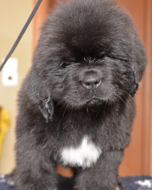 Фото: Бегущая по волнам ЕЛЕГАНТ ЕЛИЗАБЕТ