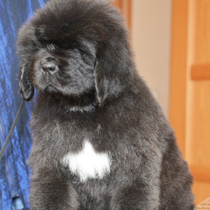 Фото: Бегущая по волнам ЕЛЕГАНТ ЕЛИЗАБЕТ