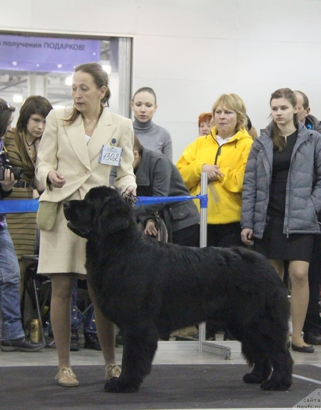 Фото: ньюфаундленд Toptyzhka Geroy Nashego Vremeni (Топтыжка Герой Нашего Времени)
