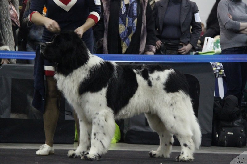 Фото: ньюфаундленд Pitern'yuf Hubba-Bubba (Питерньюф Хубба-Бубба)