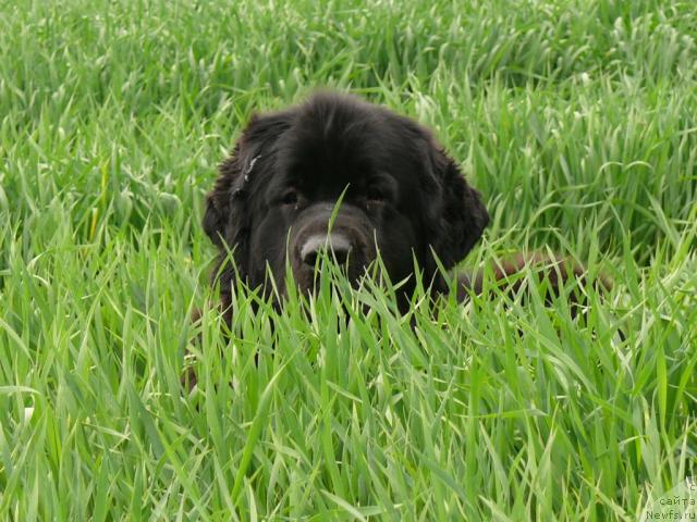 Фотография № 12082