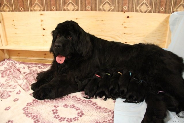 Фото: ньюфаундленд Ih Visochestvo Gloria Airis (Их Высочество Глория Айрис)