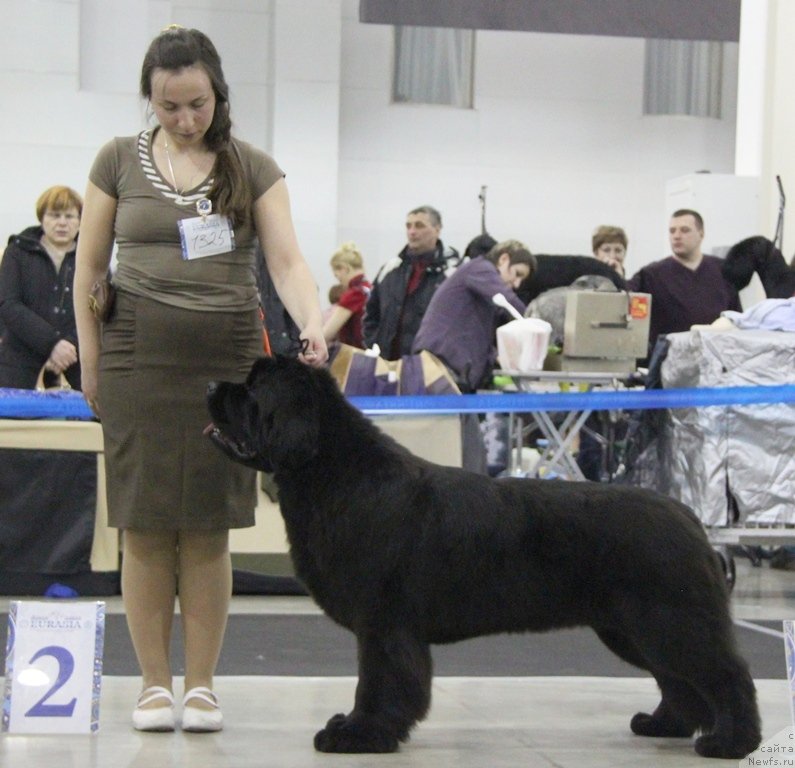 Фото: ньюфаундленд Beguschaya po Volnam Foget Mi Not (Бегущая по Волнам Фогет Ми Нот)