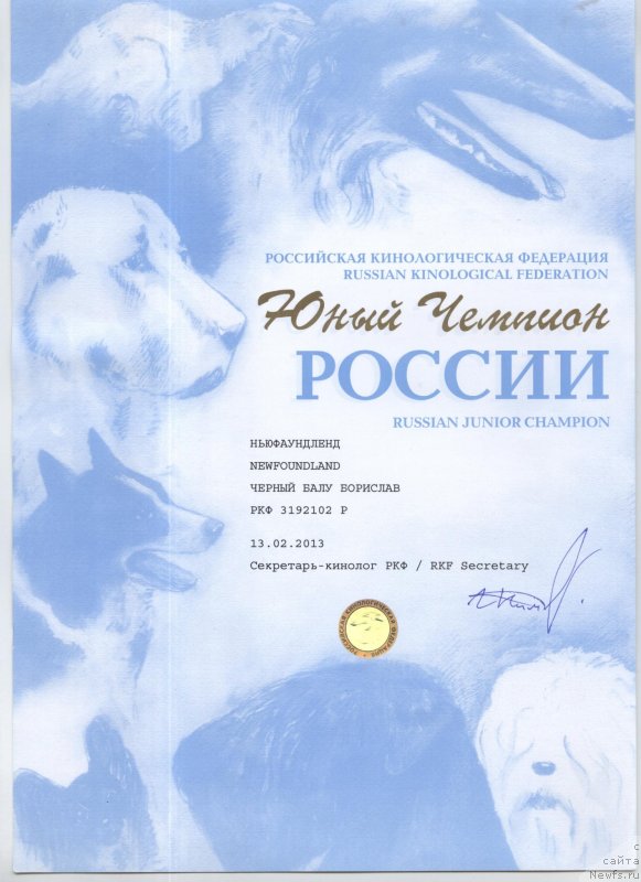 Фото: ньюфаундленд CHernyiy Balu Borislav (Черный Балу Борислав)