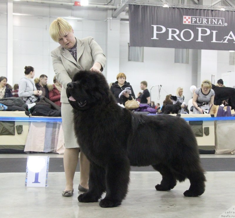 Фото: ньюфаундленд Aquatoriya Kelvin Ultimatum (Акватория Келвин Ультиматум)