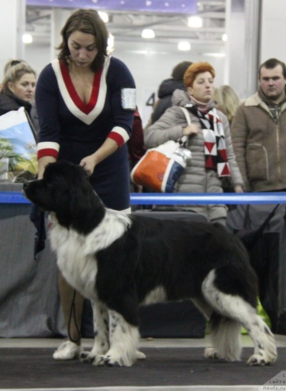 Фото: ньюфаундленд Piternyuf I Did It Again (Питерньюф И Дид Ит Агаин)