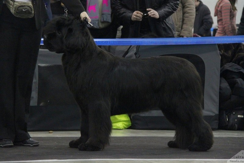 Фото: ньюфаундленд S'Nezhnaya Vjuga Amorone Sartori (С'Нежная Вьюга Амороне Сартори)