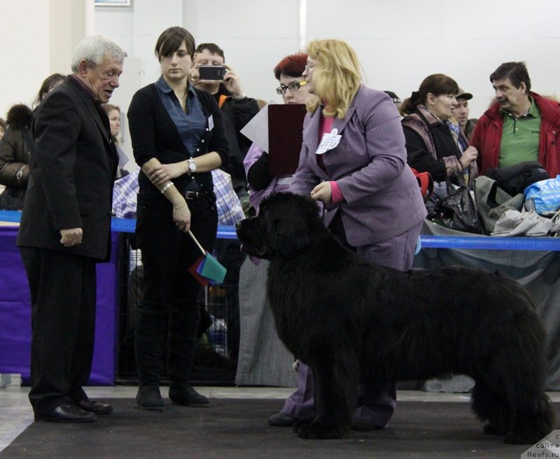 Фото: ньюфаундленд Sent Djons Heppi tu Dey (Сент Джонс Хеппи ту Дей)