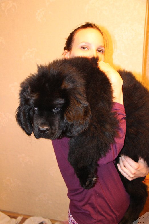 Фото: ньюфаундленд Fann'yuf Graf De La Fer (Фанньюф Граф Де Ла Фер)