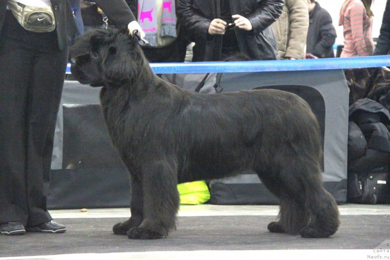 Фото: ньюфаундленд S'Nezhnaya Vjuga Amorone Sartori (С'Нежная Вьюга Амороне Сартори)