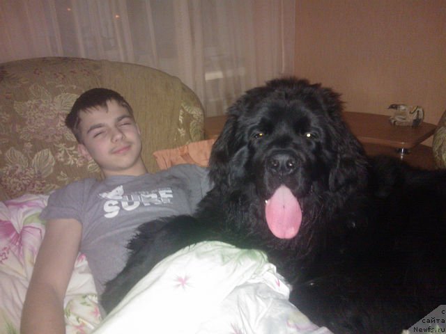 Фото: ньюфаундленд Akvian Song Invizibel YEnjel (Аквиан Сонг Инвизибел Энжел)