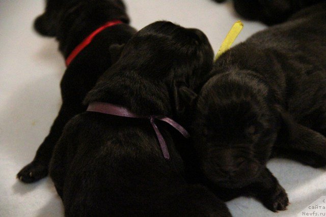 Фото: ньюфаундленд Ih Visochestvo Gloria Airis (Их Высочество Глория Айрис)