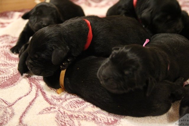 Фото: ньюфаундленд Ih Visochestvo Gloria Airis (Их Высочество Глория Айрис)