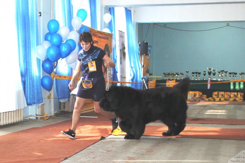 Фото: ньюфаундленд Njufort Fidel (Ньюфорт Фидель), Alevtina Batyan (Алевтина Батян)