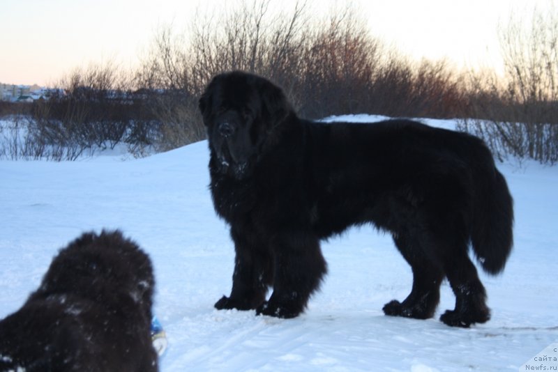 Фото: ньюфаундленд Beguschaya po Volnam Zero Kool (Бегущая по Волнам Зеро Коол)
