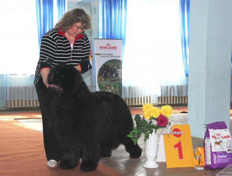 Фото: ньюфаундленд S'Nezhnaya Vjuga Armando Parusso (С'Нежная Вьюга Армандо Паруссо), Irina Panyushkina (Ирина Панюшкина)