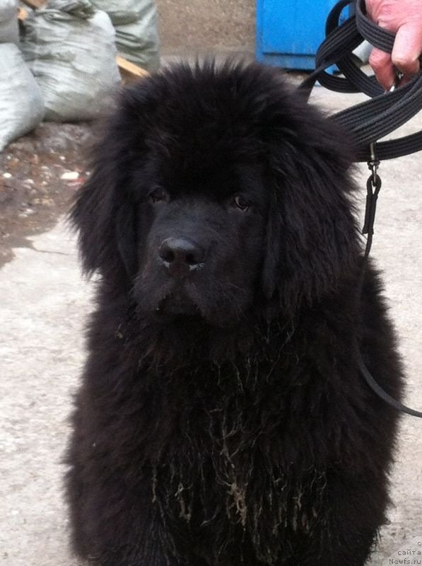 Фото: ньюфаундленд CHeyz Kaden Kleve Led (Чейз Каден Клеве Лед)