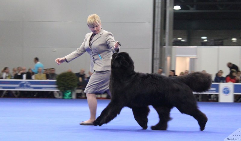 Фото: ньюфаундленд Aquatoria Kelvin Ursa High Spirit (Акватория Келвин Урса Хай Спирит)