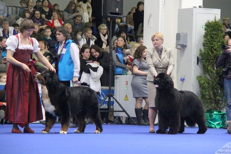 Фото: ньюфаундленд Aquatoria Kelvin Ursa High Spirit (Акватория Келвин Урса Хай Спирит)