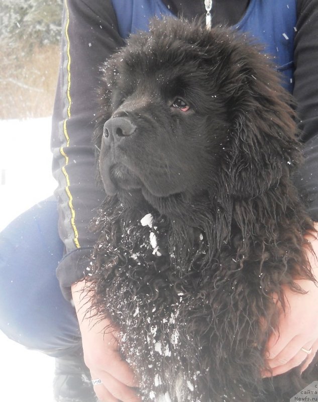 Фото: ньюфаундленд Safari SHamba Klimovna (Сафари Шамба Климовна)
