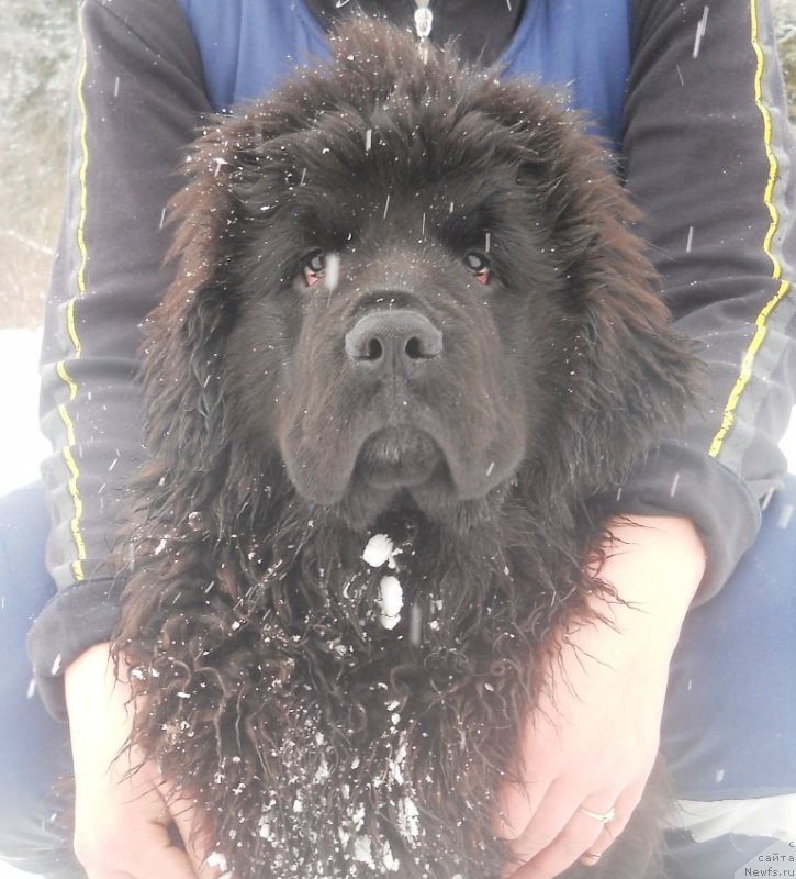 Фото: ньюфаундленд Safari SHamba Klimovna (Сафари Шамба Климовна)