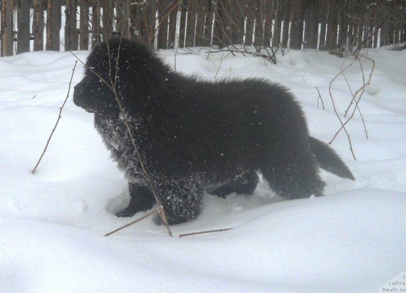 Фото: ньюфаундленд Sokrovische Beloy Bogini (Сокровище Белой Богини)
