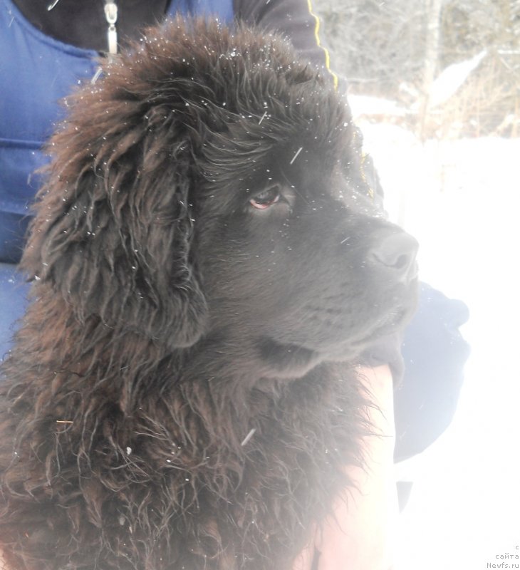 Фото: ньюфаундленд Sokrovische Beloy Bogini (Сокровище Белой Богини)