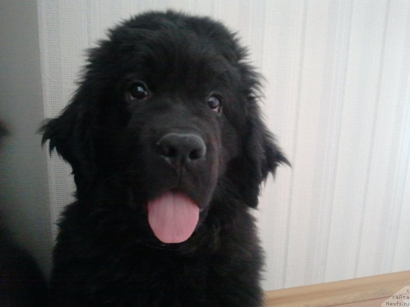 Фото: ньюфаундленд Fann'yuf Gendal'f Greyt (Фанньюф Гендальф Грейт)