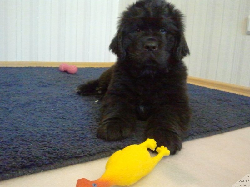 Фото: ньюфаундленд Fann'yuf Gendal'f Greyt (Фанньюф Гендальф Грейт)