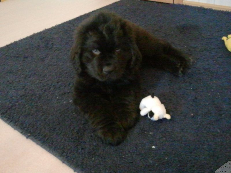 Фото: ньюфаундленд Fann'yuf Gendal'f Greyt (Фанньюф Гендальф Грейт)