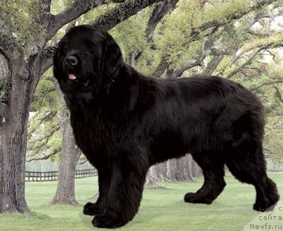 Фото: ньюфаундленд Yuzhny Sharm iz Medvejyego Yara (Южный Шарм из Медвежьего Яра)