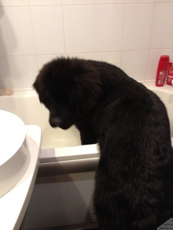 Фото: ньюфаундленд Amparo de Dios Dinastiya Soverchenstva (Ампаро де Диос Династия Совершенства)