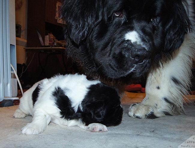 Фото: ньюфаундленд Super Premium Zheneva (Супер Премиум Женева), ньюфаундленд Super Bizon Konjak (Супер Бизон Конжак)