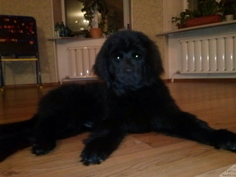 Фото: ньюфаундленд Soul of Rouz Arlin (Соул оф Роуз Арлин)